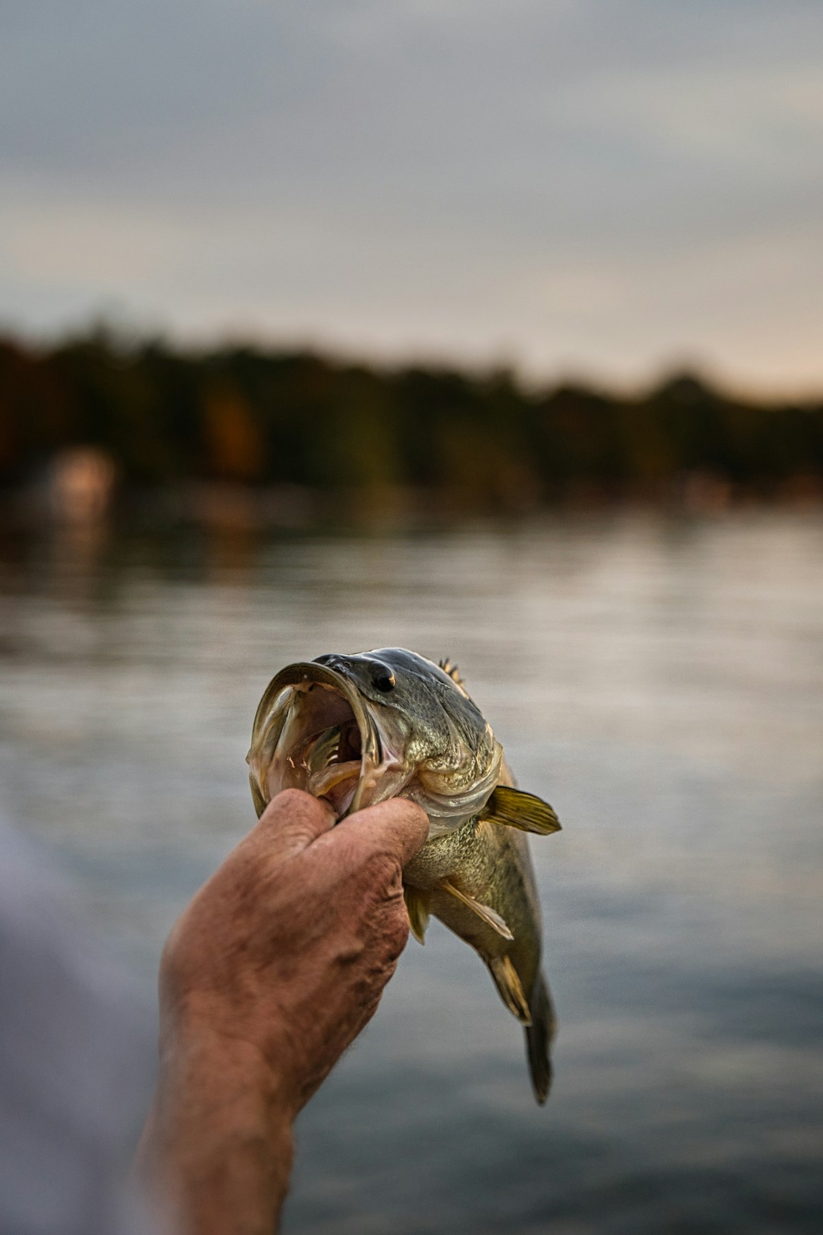 How to Catch Flounder: Techniques for Southern Bays