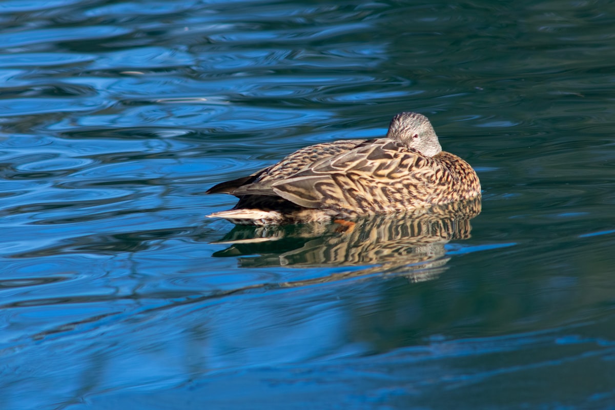 How to Clean and Cook a Duck: Field to Table Guide