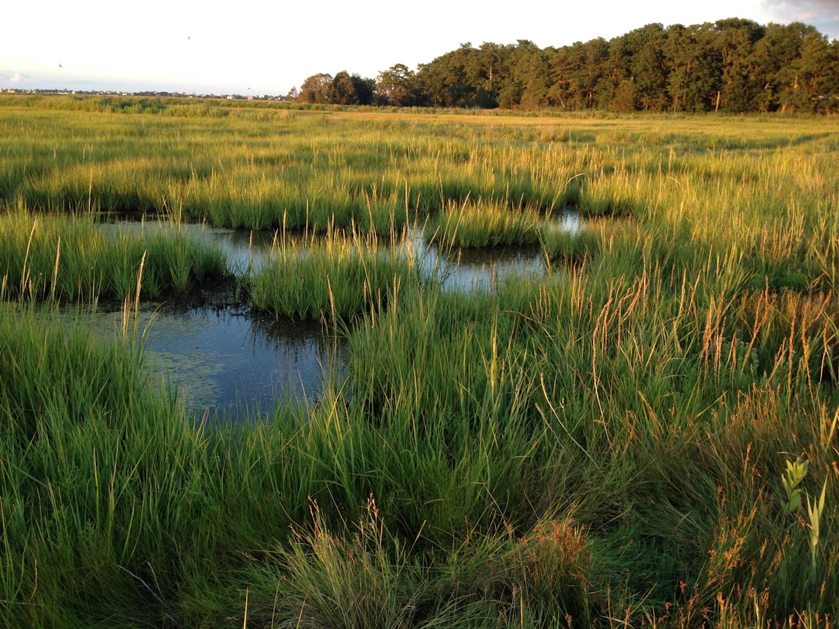 How to Set Up a Duck Hunting Blind: Types, Placement, and Finishing Tips