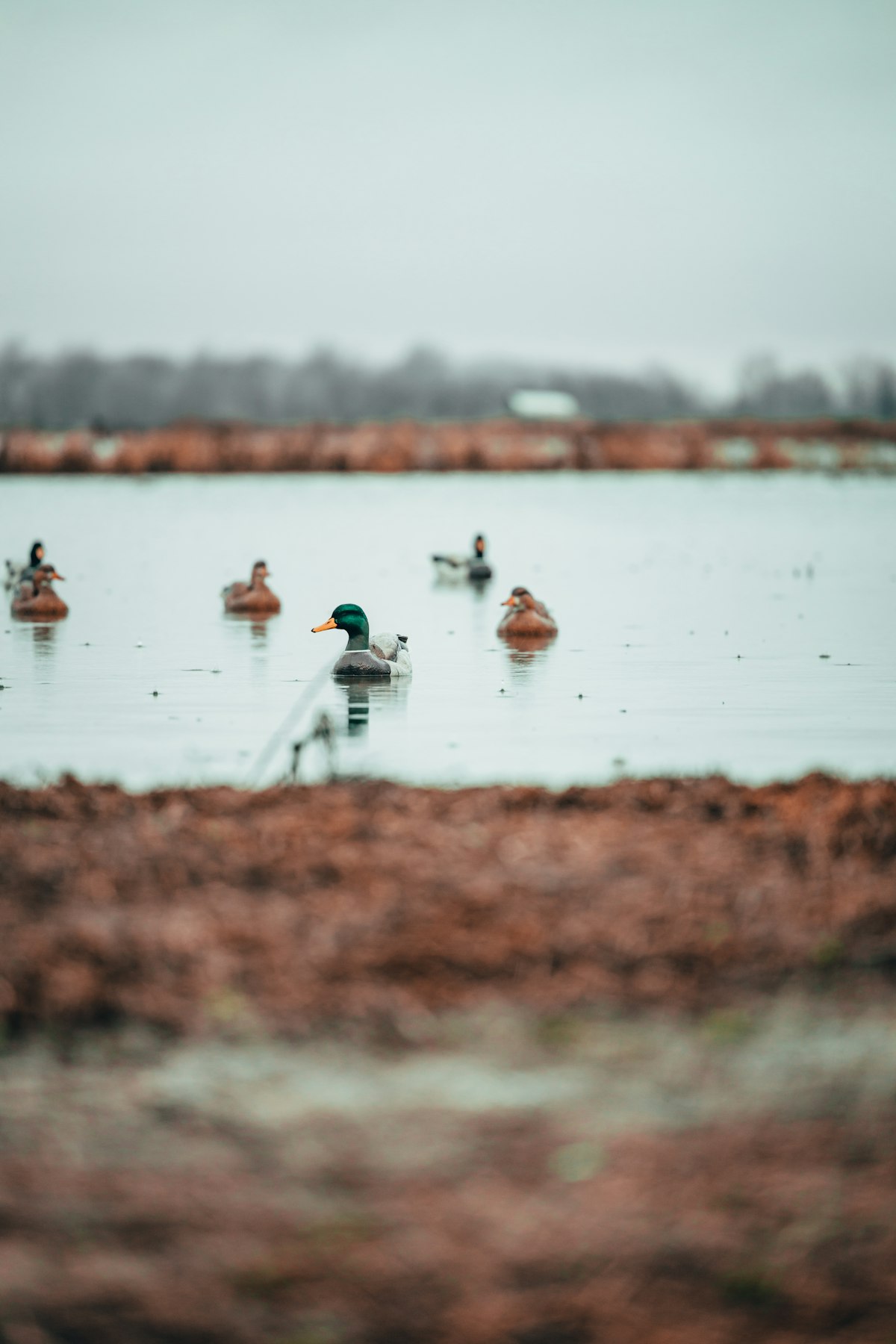 Duck Calling 101: The Essential Sounds and When to Use Them