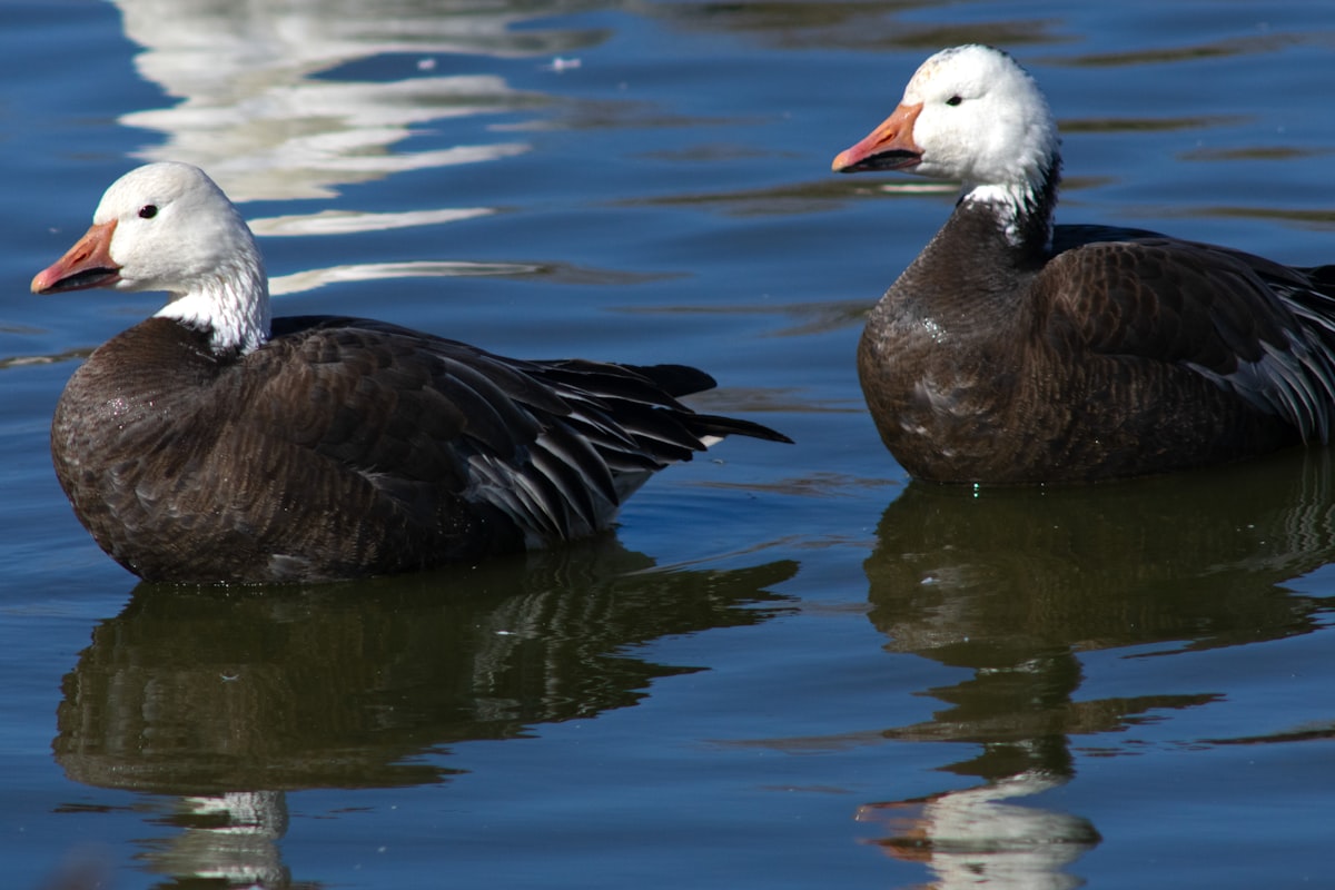 Best Duck Calls for Beginners: A Complete Buyer’s Guide