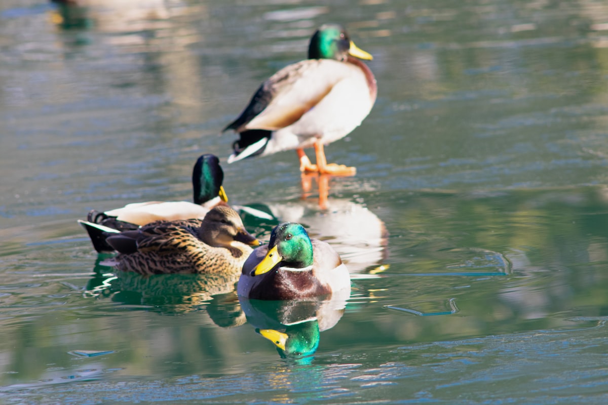 Duck Decoy Spreads for Timber Holes: What Actually Works