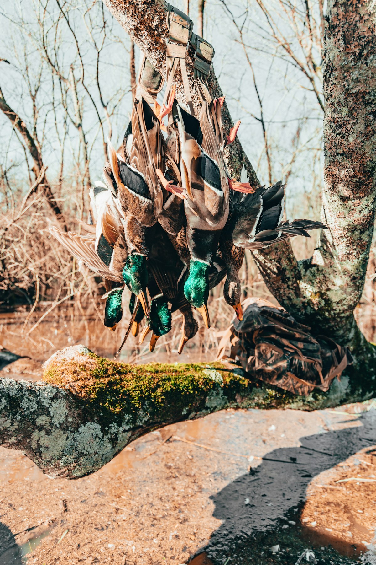 Best Duck Hunting States in the South: Where to Go and What to Bring