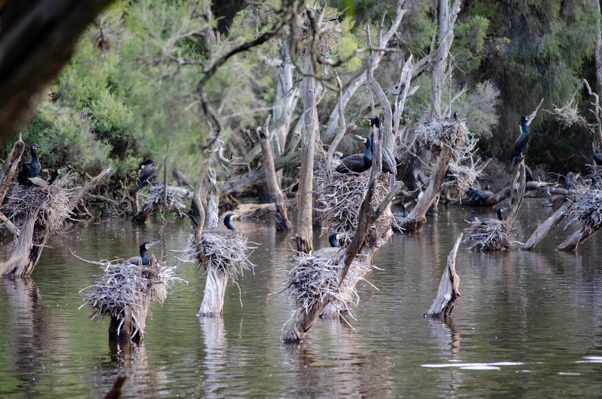 How to Scout Duck Hunting Locations: A Complete Field Guide