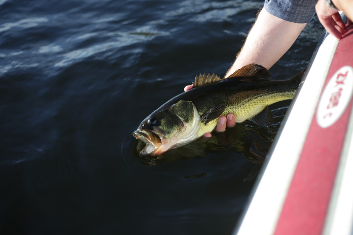 How to Fish Topwater for Bass: Lures, Timing, and Technique