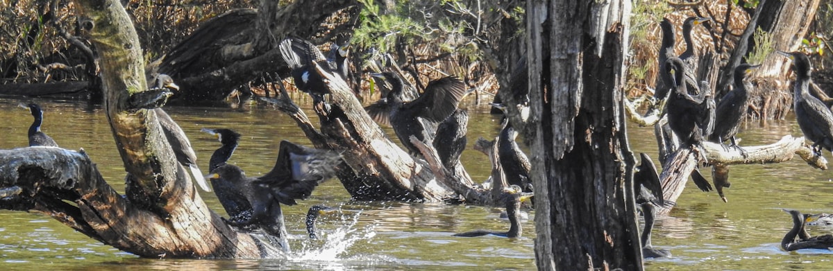 Best Waders for Duck Hunting: Top Picks Reviewed for 2026
